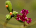 Boerhavia diffusa