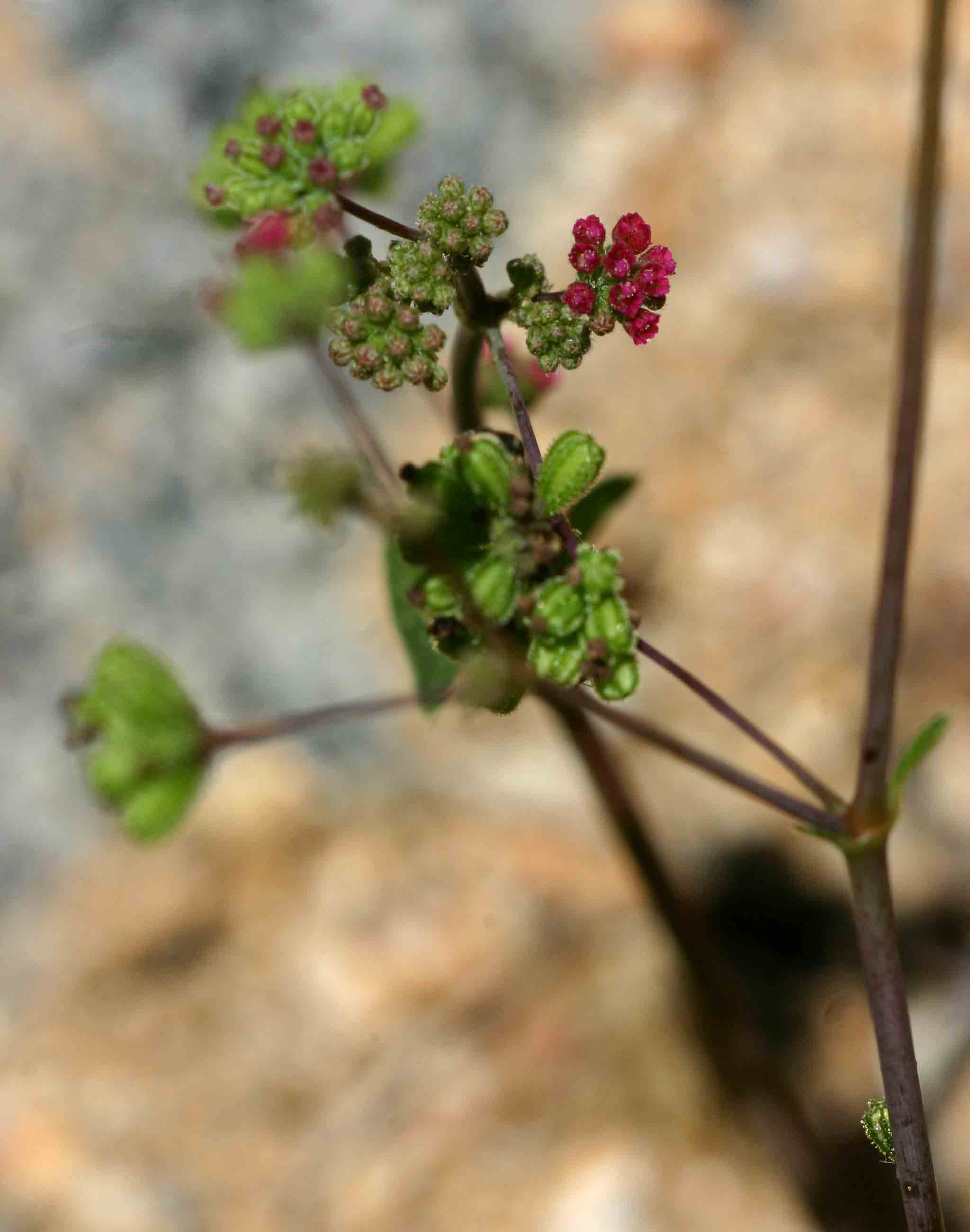 Boerhavia diffusa