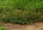 Boerhavia diffusa