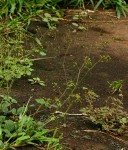 Boerhavia diffusa