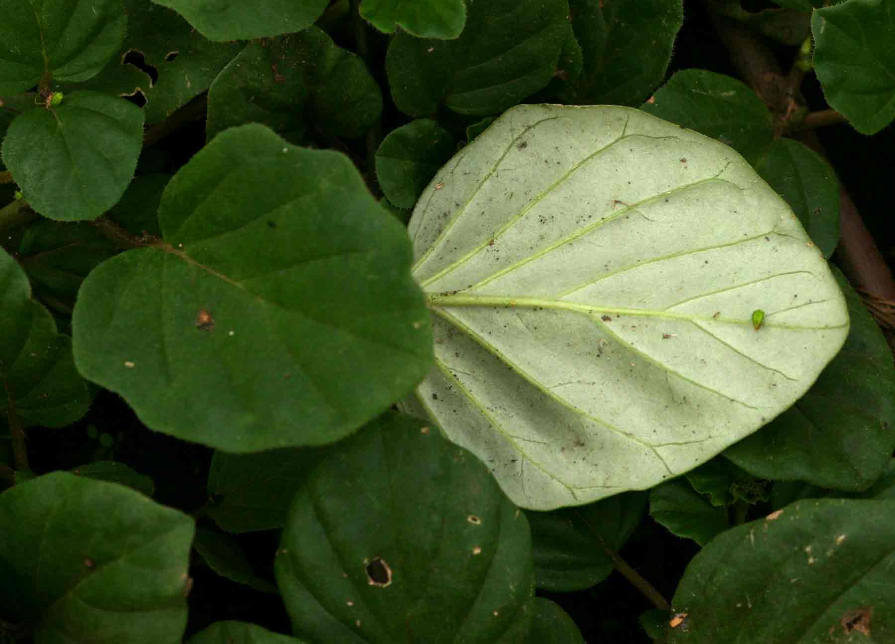Boerhavia diffusa Boerhavia diffusa