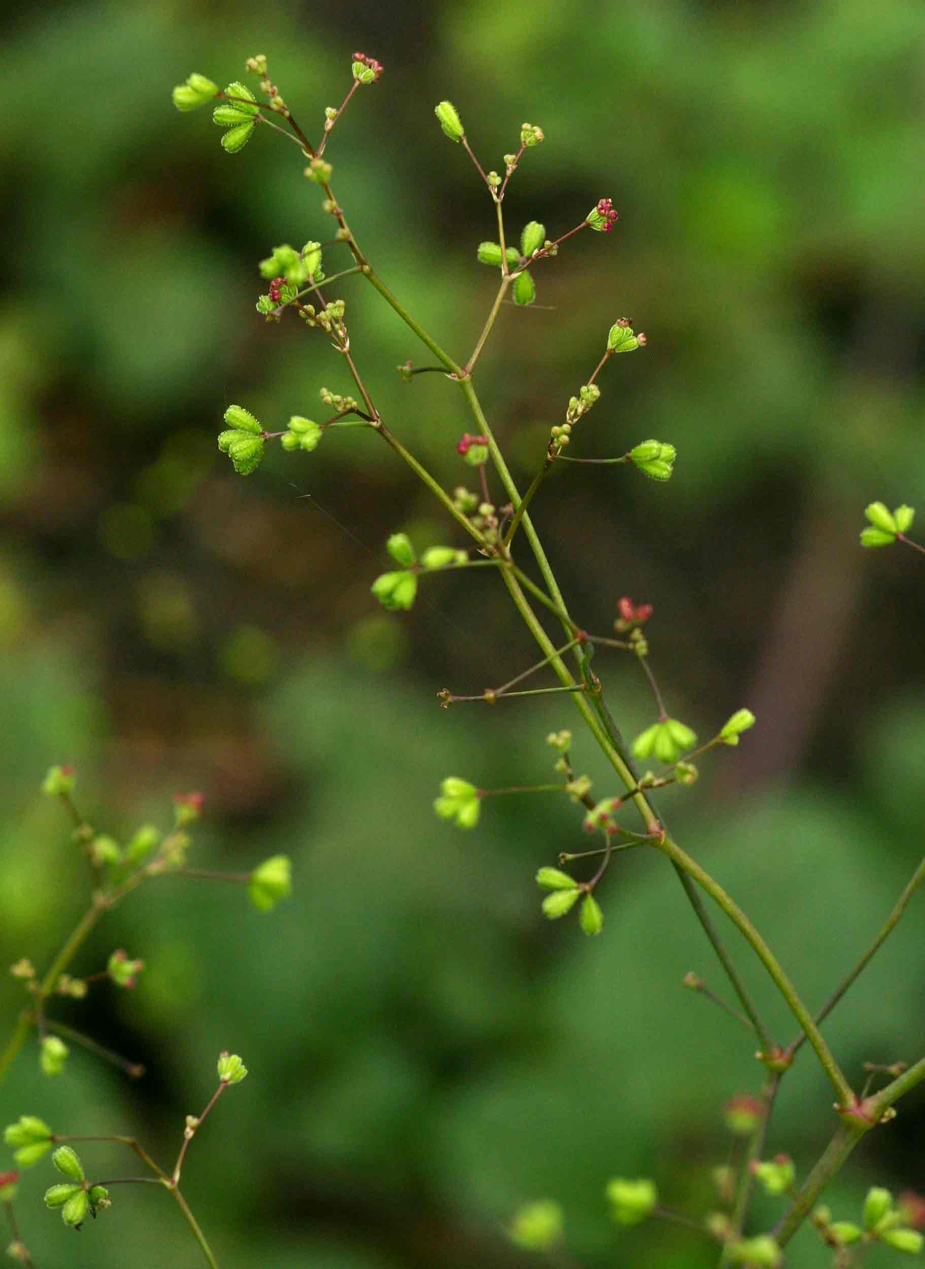 Boerhavia diffusa Boerhavia diffusa