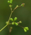 Boerhavia diffusa