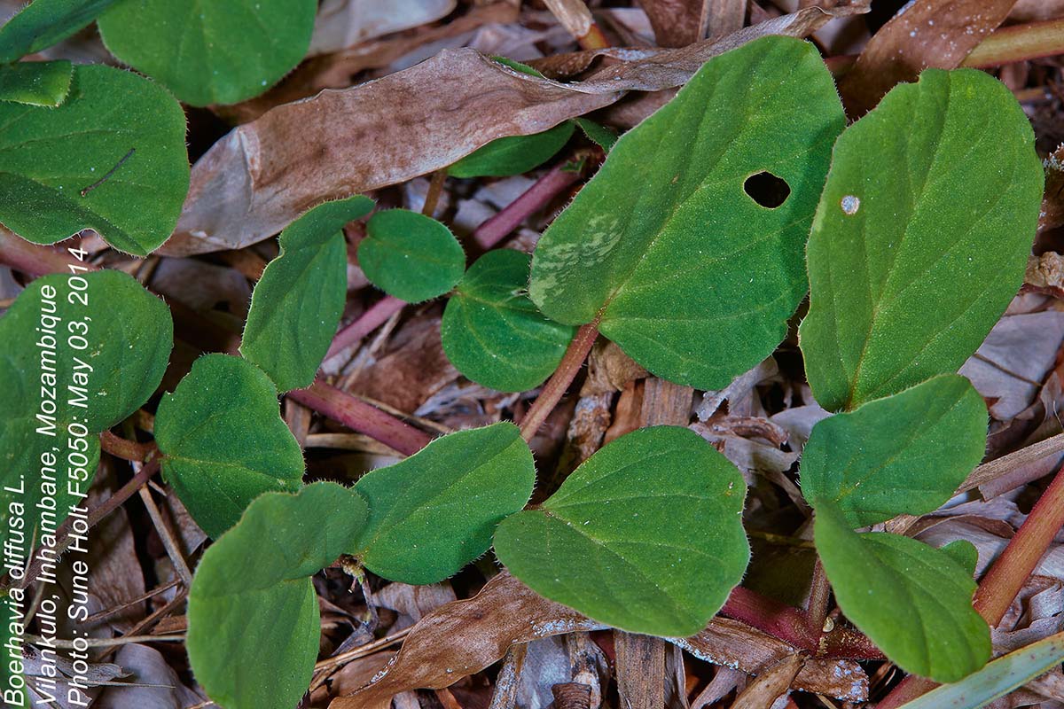 Boerhavia diffusa Boerhavia diffusa
