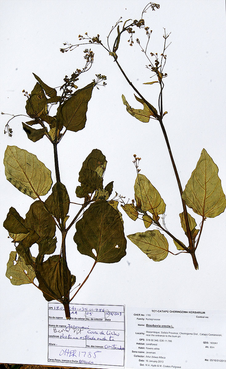 Boerhavia erecta Boerhavia erecta