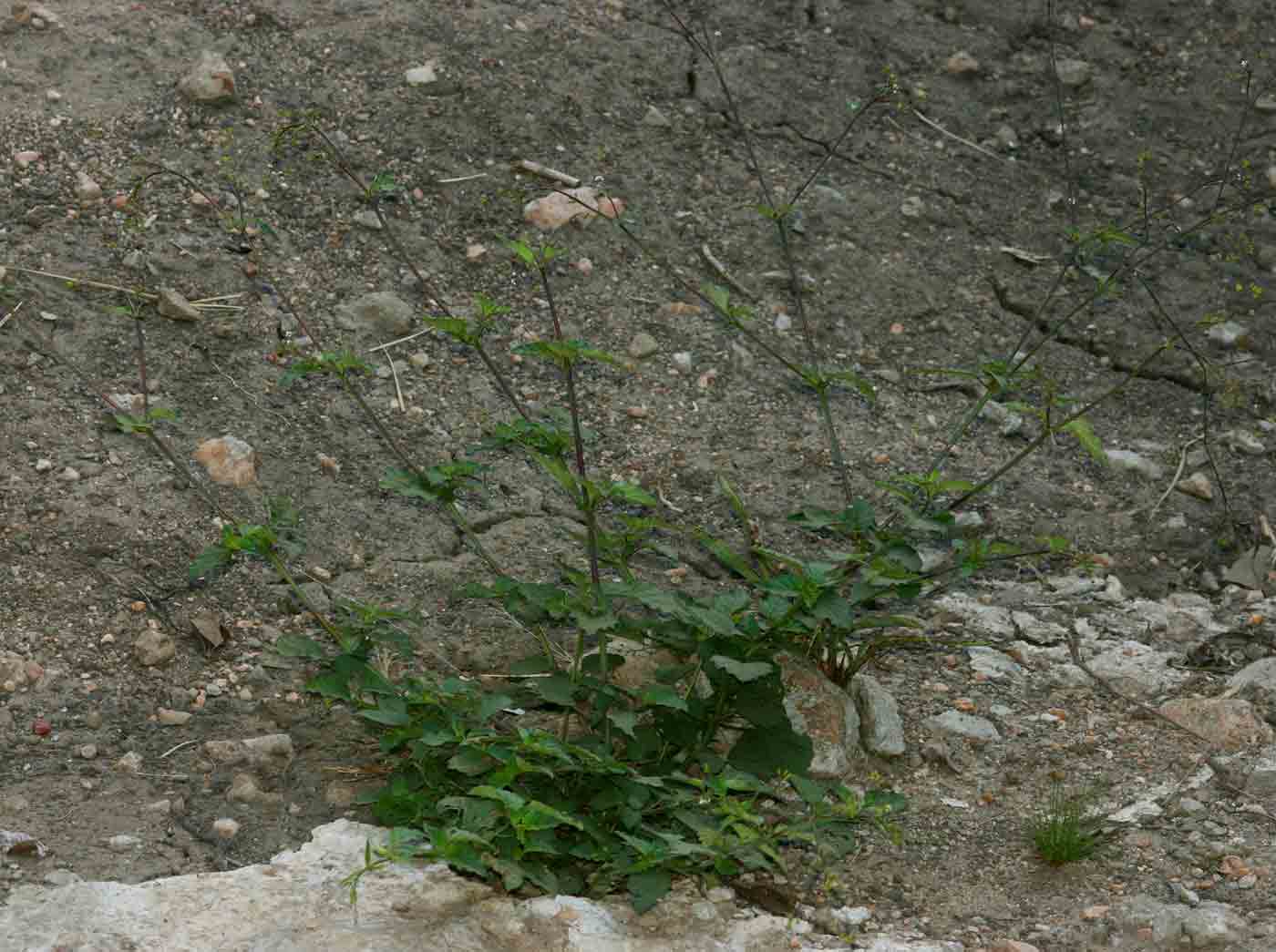 Boerhavia erecta Boerhavia erecta