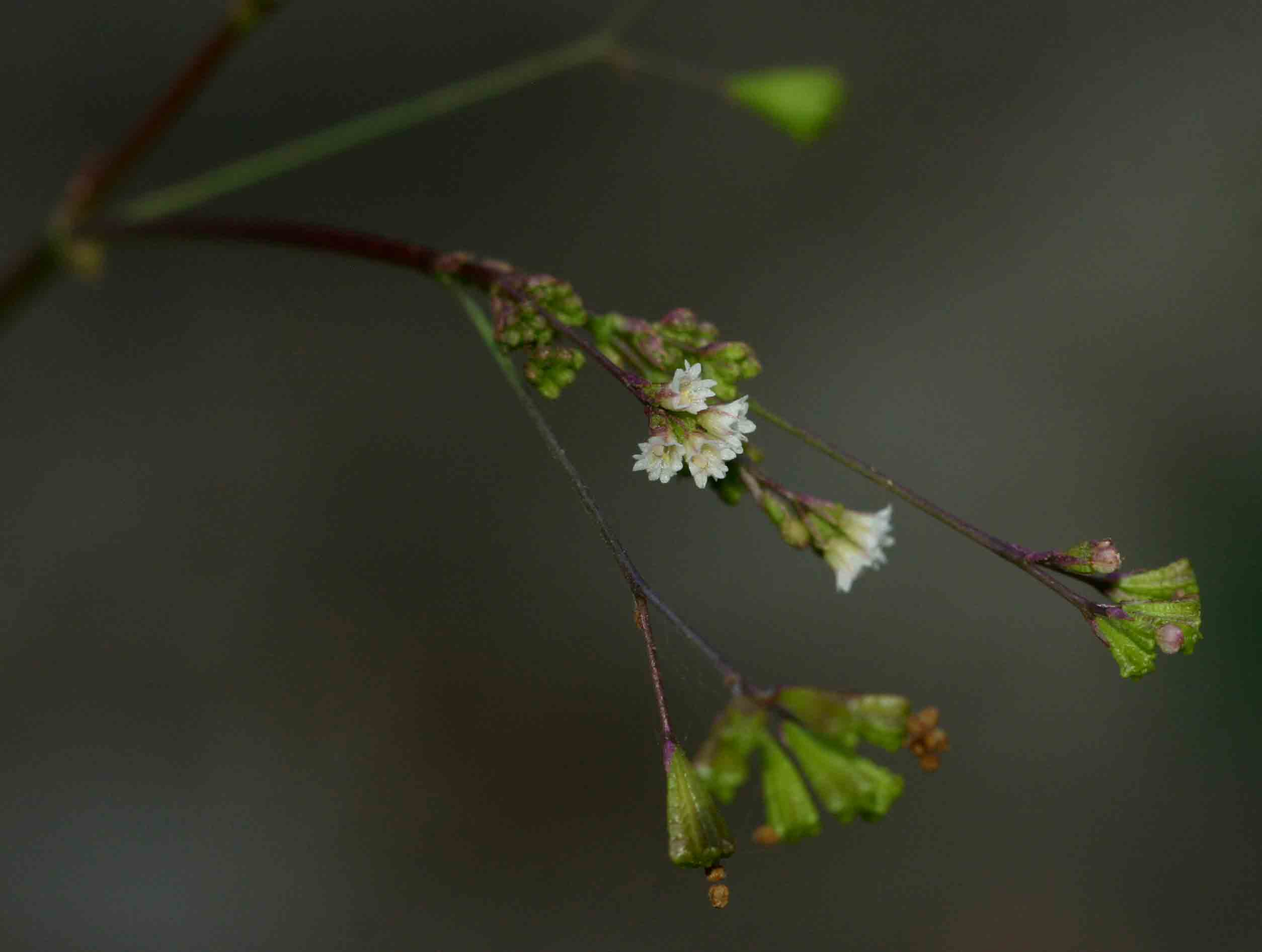 Boerhavia erecta Boerhavia erecta