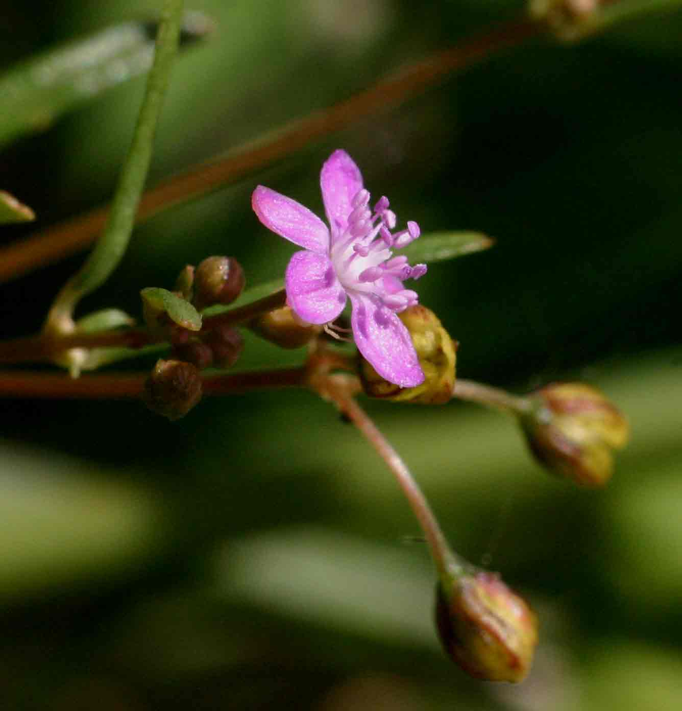 Gisekia africana Gisekia africana