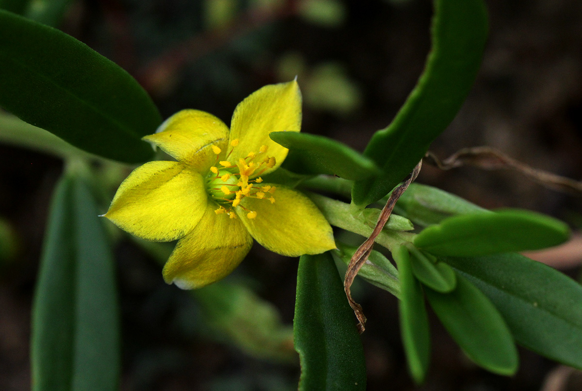 Talinum afrum Talinum afrum