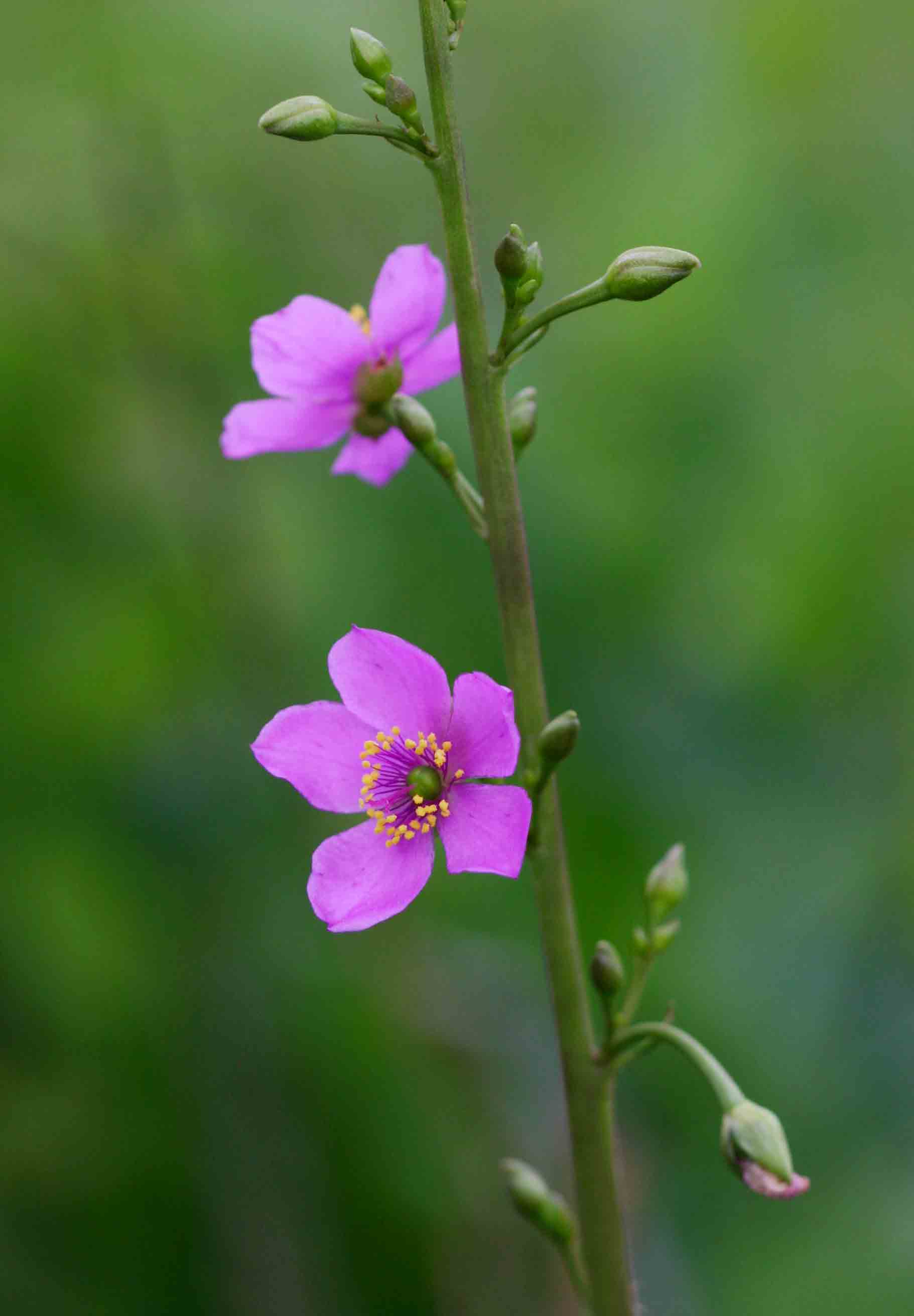 Talinum portulacifolium