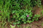 Talinum portulacifolium