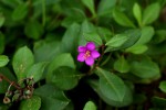 Talinum portulacifolium