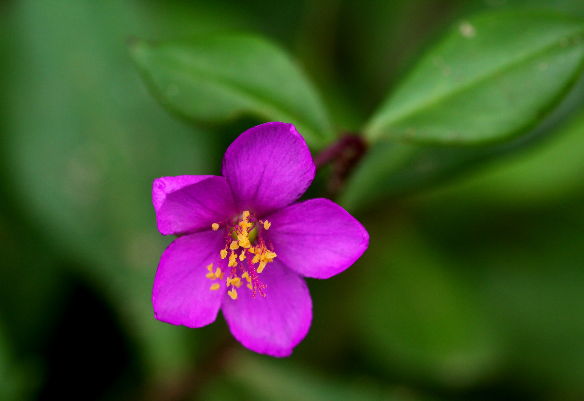 Talinum portulacifolium