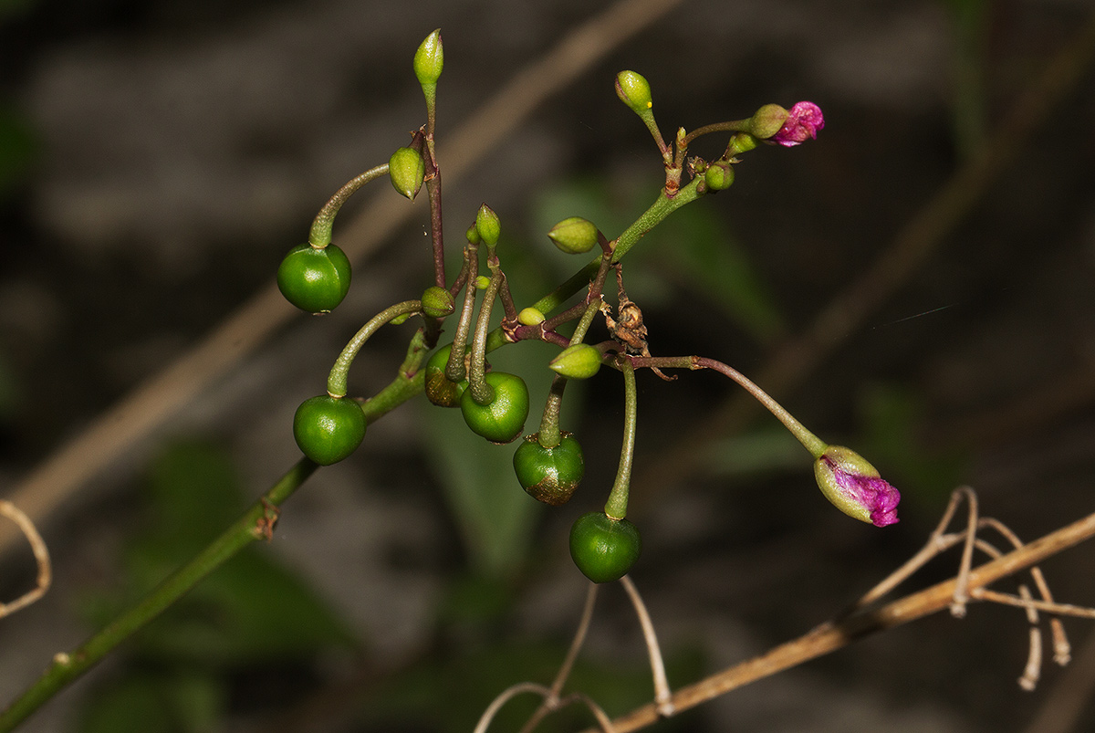 Talinum portulacifolium
