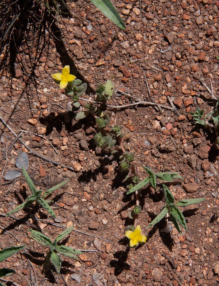 Portulaca quadrifida Portulaca quadrifida