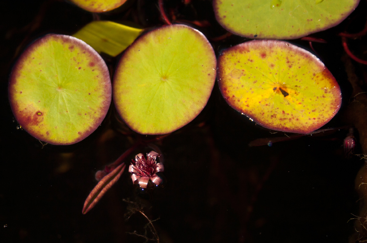 Brasenia schreberi Brasenia schreberi