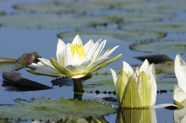 Nymphaea lotus Nymphaea lotus