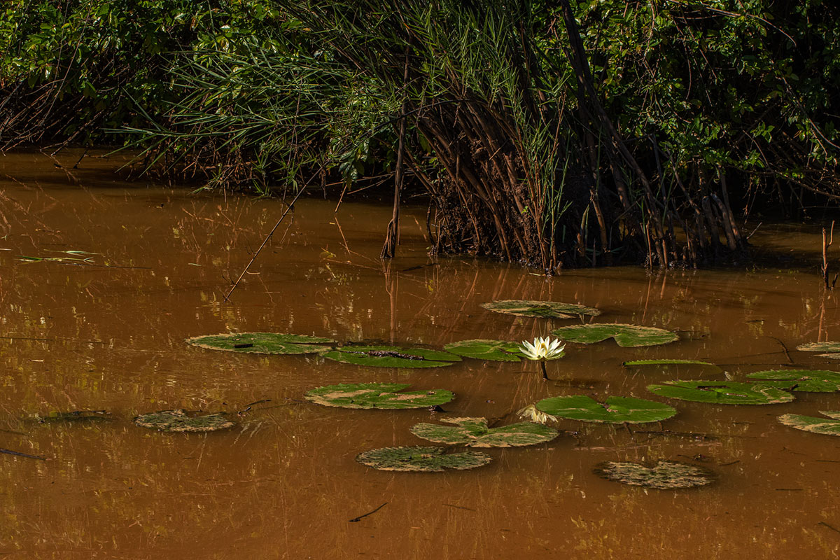 Nymphaea lotus Nymphaea lotus