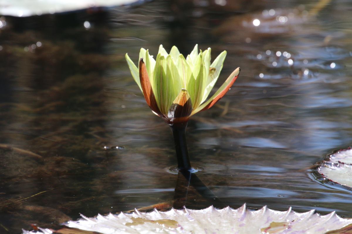 Nymphaea lotus Nymphaea lotus