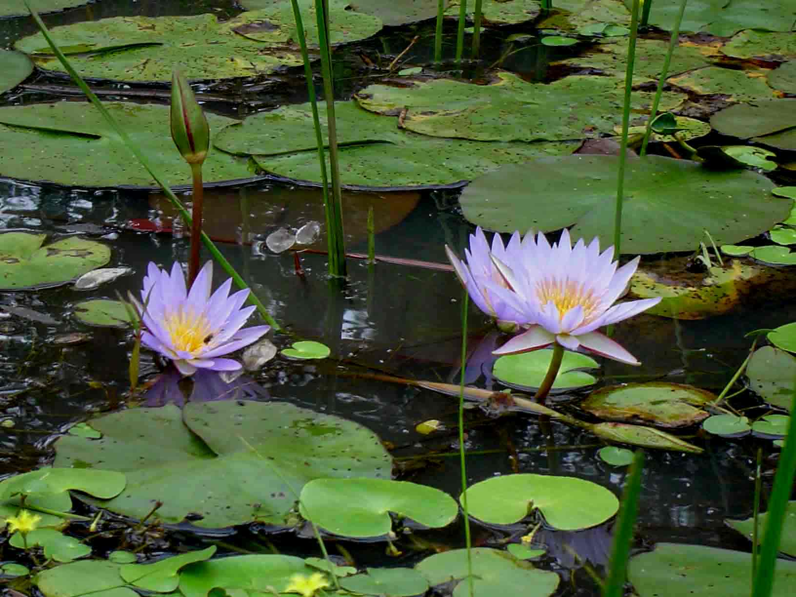 Nymphaea nouchali var. caerulea Nymphaea nouchali var. caerulea