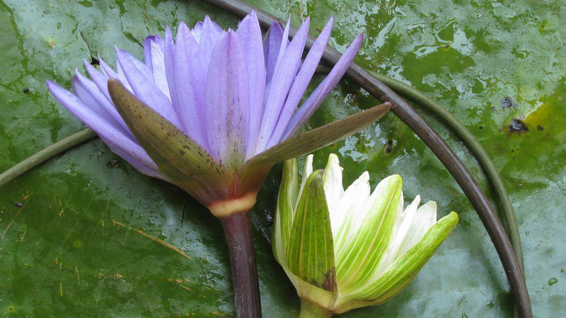 Nymphaea nouchali var. caerulea Nymphaea nouchali var. caerulea
