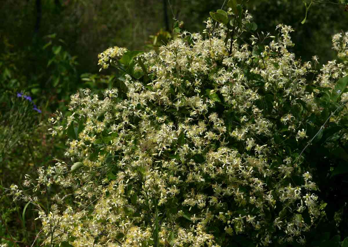 Clematis brachiata Clematis brachiata