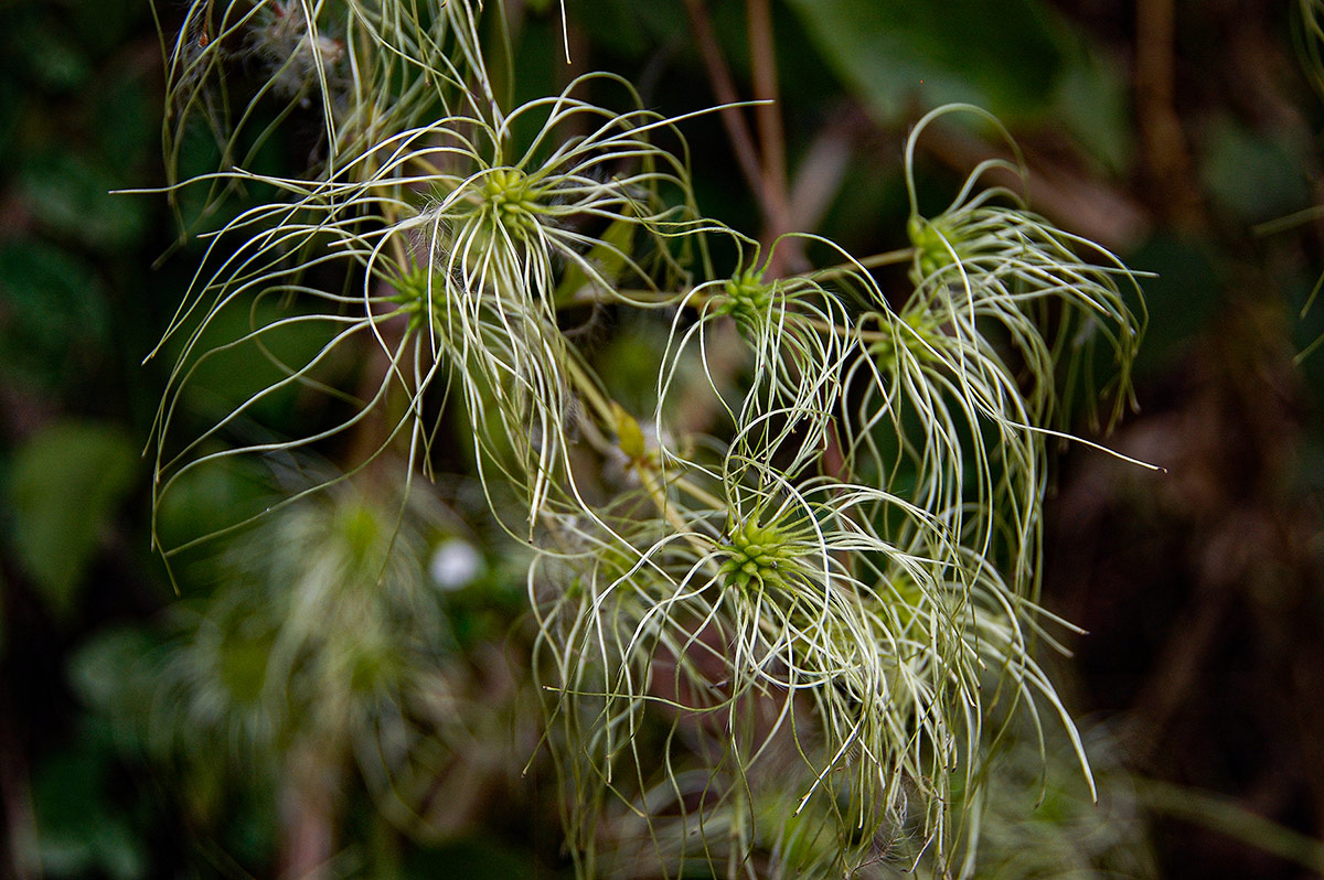 Clematis brachiata Clematis brachiata
