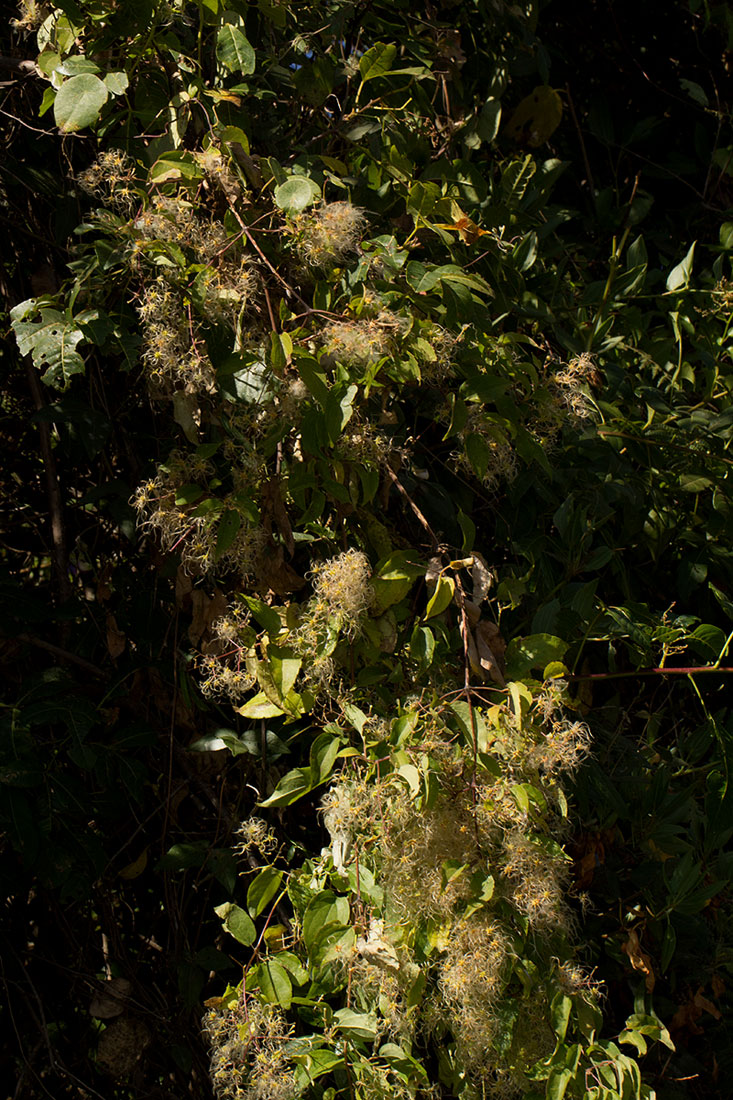 Clematis brachiata Clematis brachiata