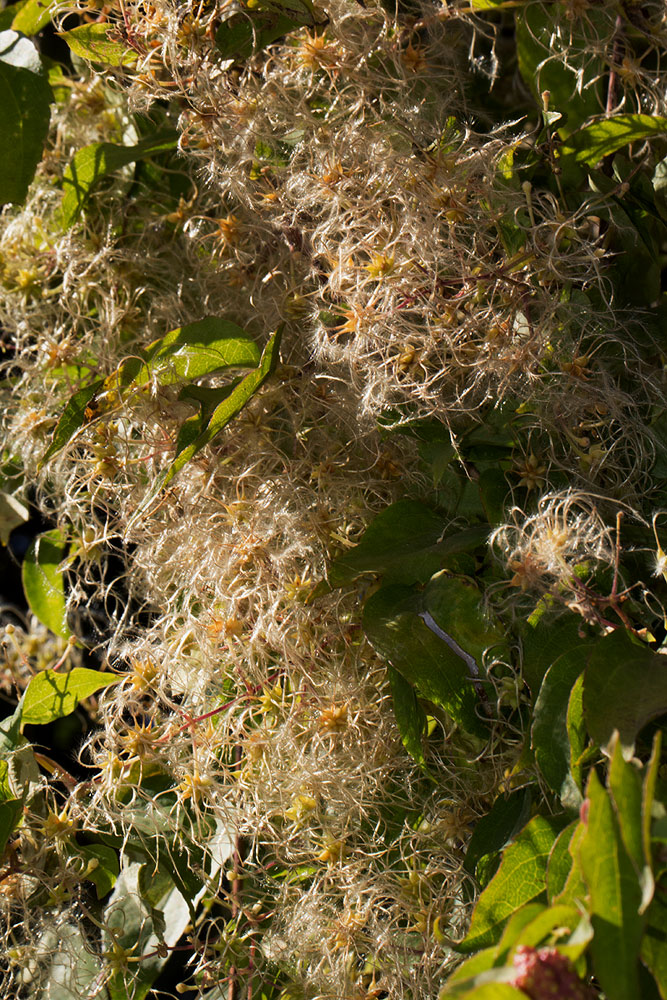 Clematis brachiata Clematis brachiata