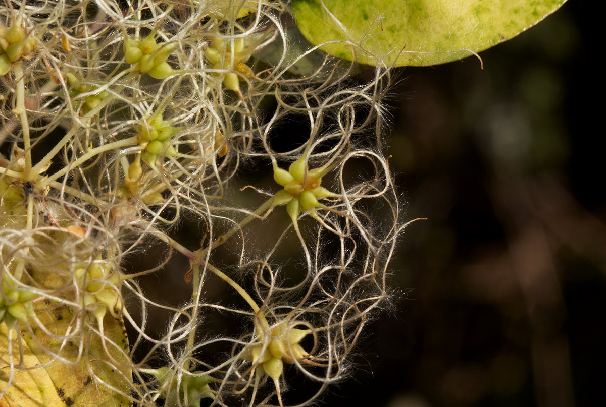 Clematis brachiata Clematis brachiata