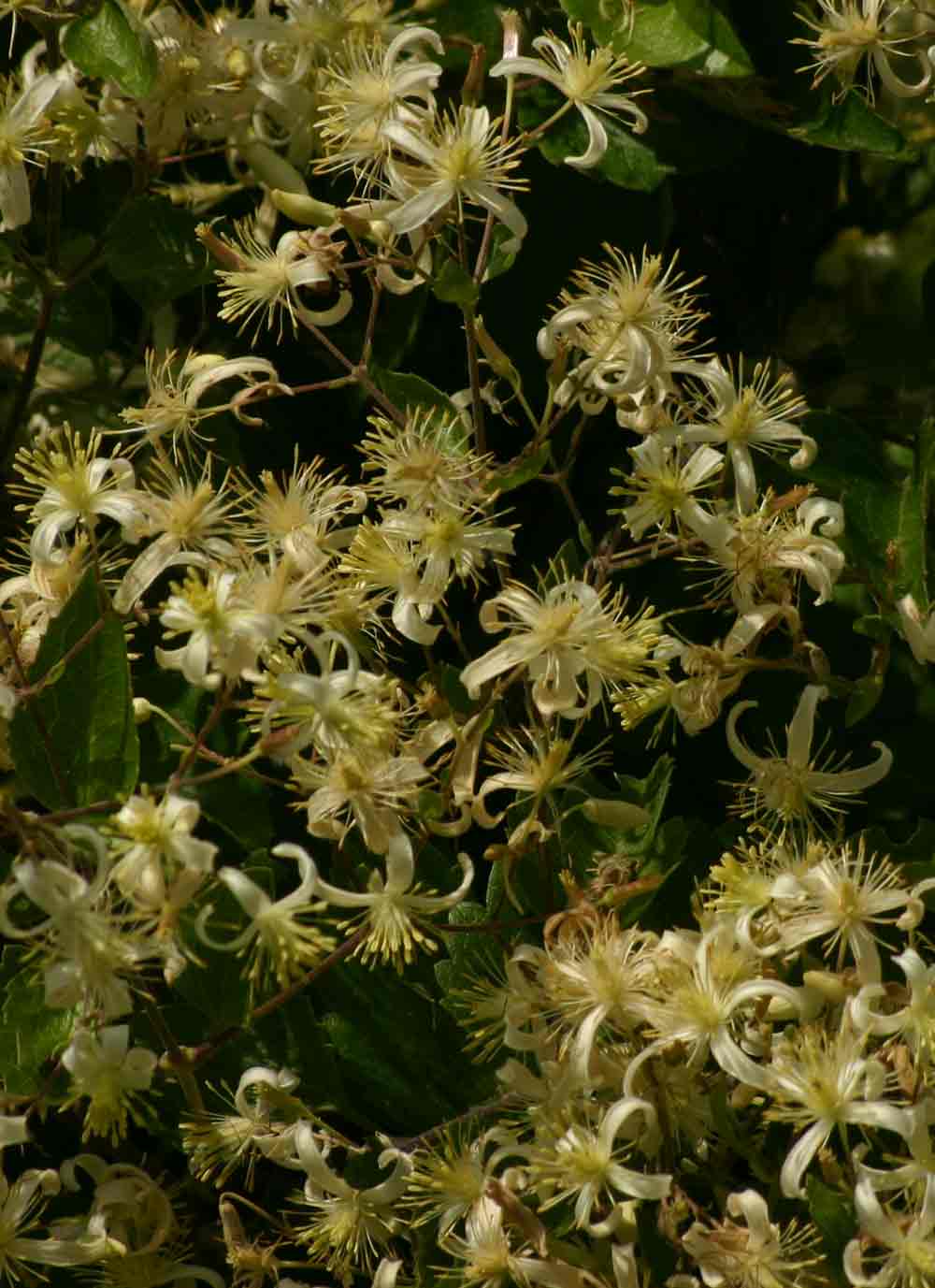 Clematis brachiata Clematis brachiata