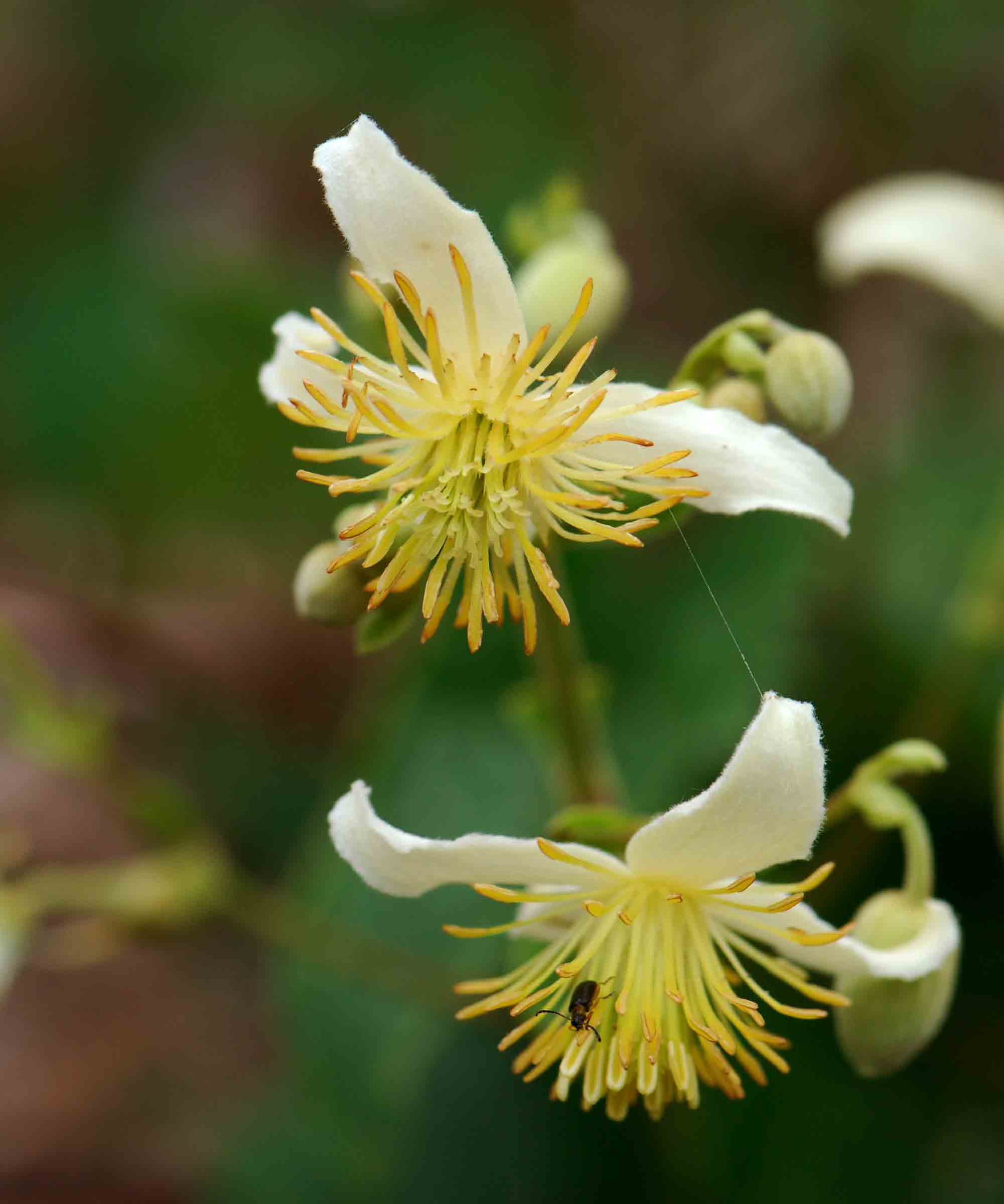 Clematis brachiata Clematis brachiata