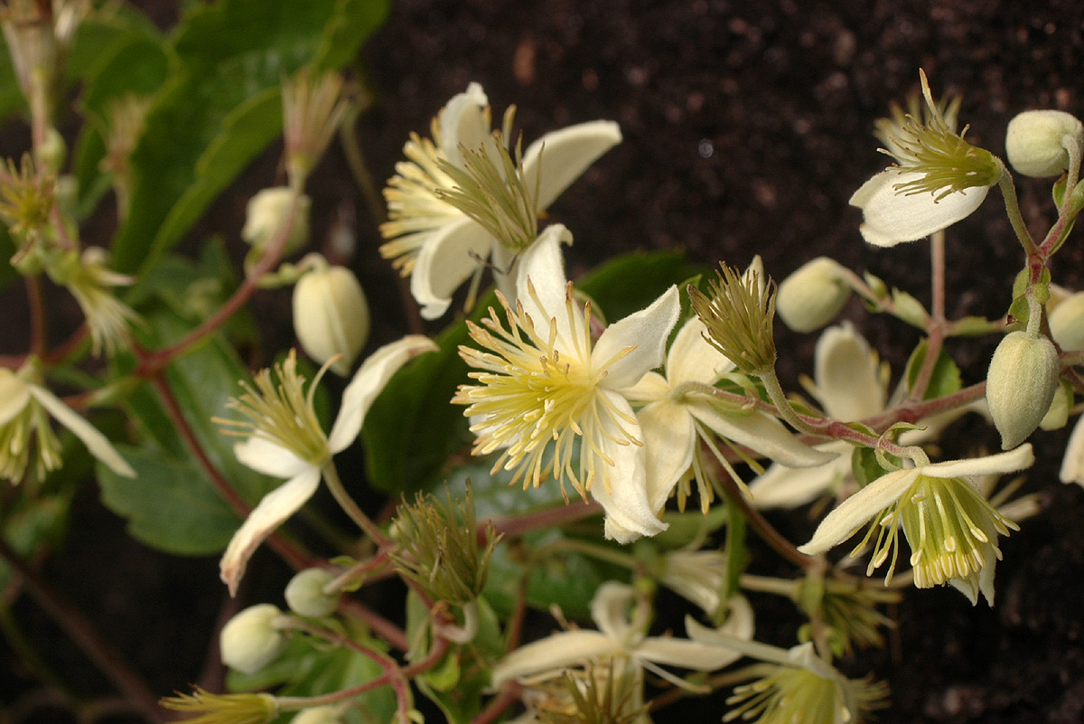Clematis brachiata Clematis brachiata