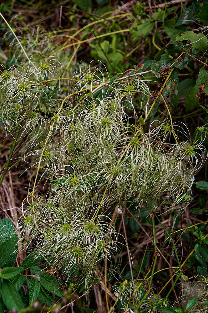 Clematis brachiata Clematis brachiata