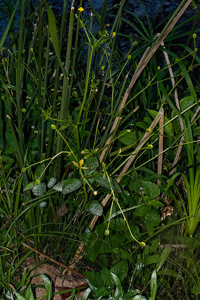 Ranunculus multifidus Ranunculus multifidus