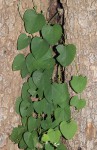 Cissampelos mucronata