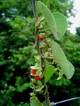 Cissampelos mucronata