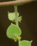 Cissampelos mucronata