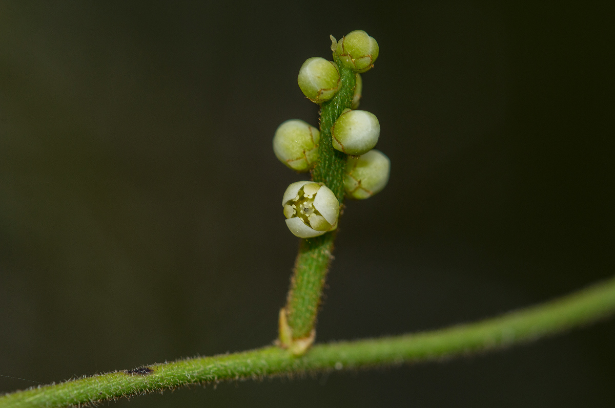 Cassytha filiformis Cassytha filiformis