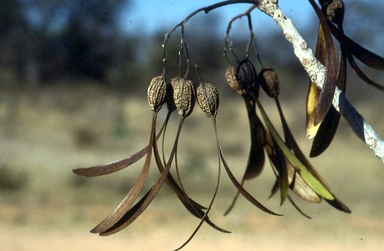 Gyrocarpus americanus subsp. africanus Gyrocarpus americanus subsp. africanus