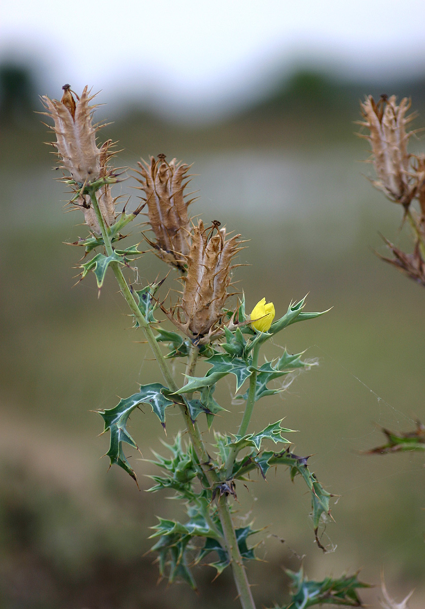Argemone mexicana Argemone mexicana