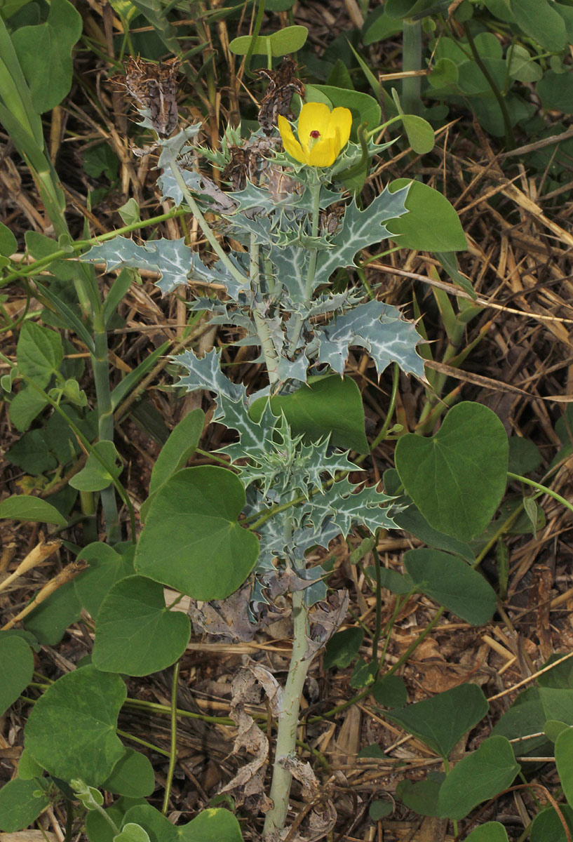 Argemone mexicana Argemone mexicana
