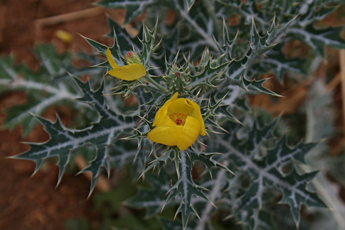 Argemone mexicana Argemone mexicana