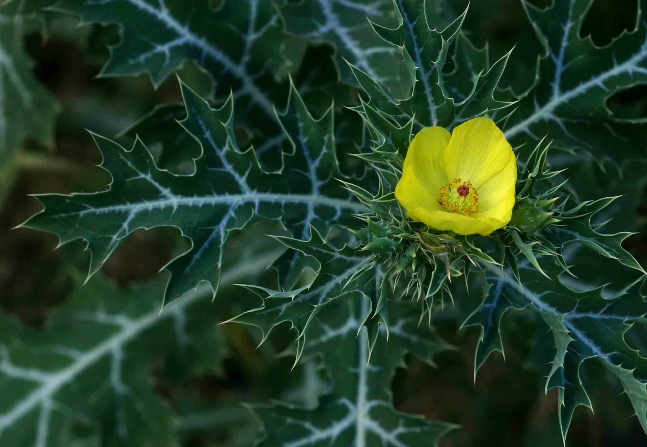 Argemone mexicana Argemone mexicana