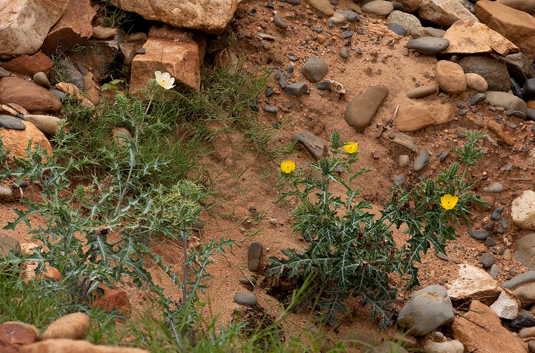 Argemone mexicana Argemone mexicana