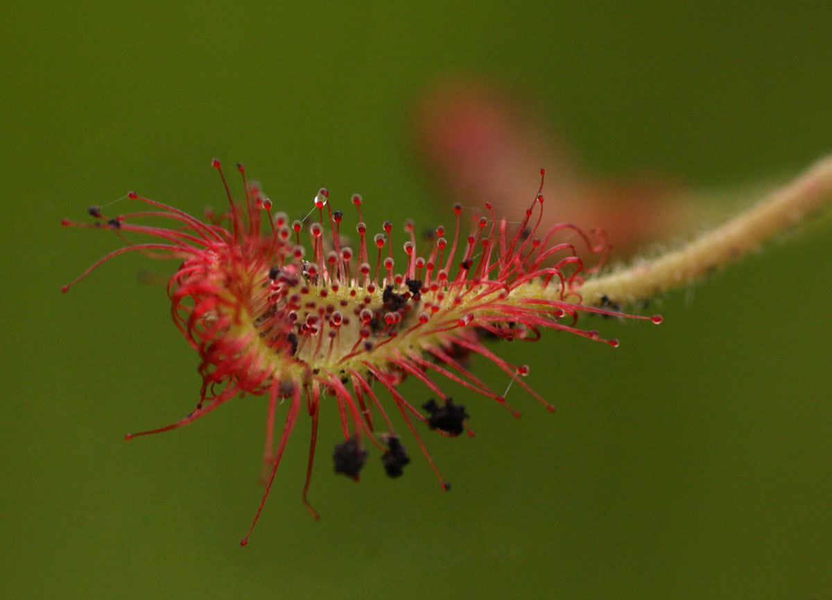 Drosera madagascariensis Drosera madagascariensis