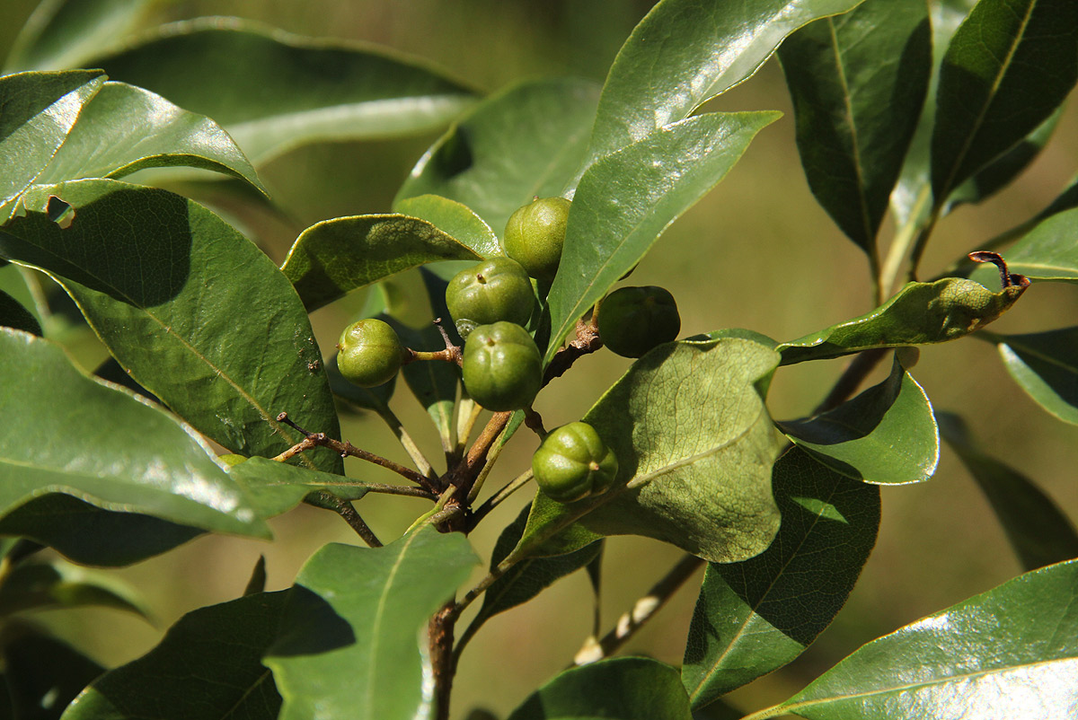 Pittosporum viridiflorum