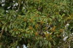Pittosporum viridiflorum