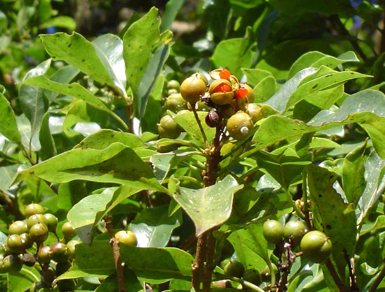 Pittosporum viridiflorum