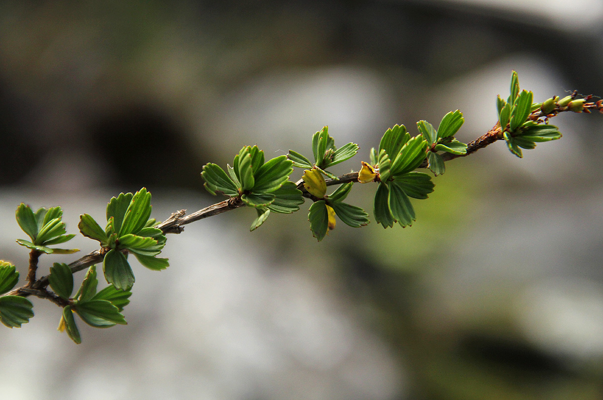 Myrothamnus flabellifolius